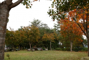 ★☆黃色小鴨 & 河岸童話森林_賞楓行☆★ _ jyp.