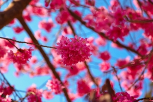 走春武陵遊(櫻花)