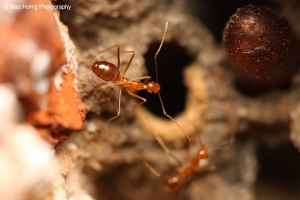 Sigma 150mm f2.8 微距作品集