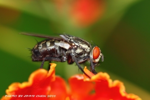 蟲蟲.黑卡習作--BY好攝客