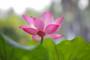 荷堤上的傻瓜--中興新村