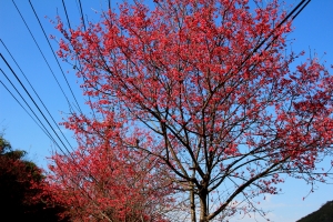 我家白白是也 ^^~