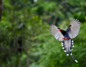 這一家系列-  我還是ㄚ弘