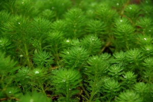 Sophies植物微距攝影集114