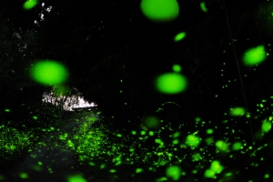 (更新加補3張圖)嘉義瑞里&南投蓮華池之夏夜螢河