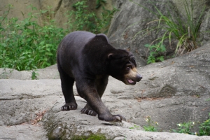 除了胖達跟老虎外,其他的動物-新增菊花2張