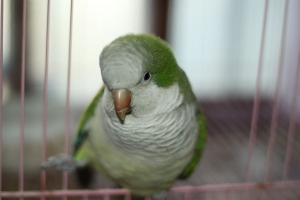 Canon EF 50mm F1.8 II新鏡試拍