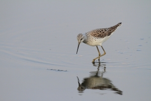 拍鳥新手亂亂拍