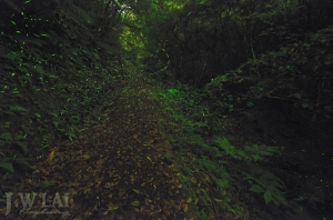 亂亂飛之不好拍的螢火蟲II-BINGO!!~大爆發!!~