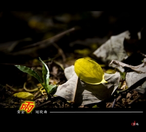 ~黃金雨.迴旋曲~