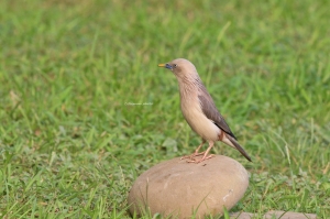 近期一些鳥圖分享