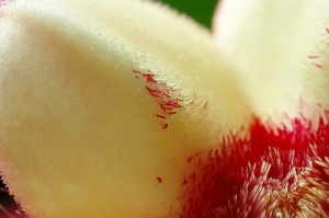 Sophies植物微距攝影集024