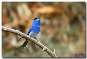 春天到了，山林飛羽美麗再現!!