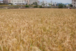 台中大雅~麥根小學堂