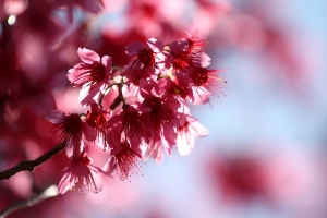 【新竹尖石】花很多