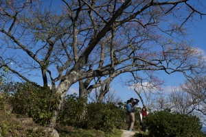 櫻花@小格頭苗圃.北宜公路.新北