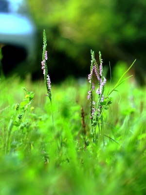 兩種清明時節開花的草本植物...