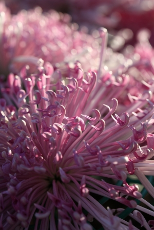 士林官邸菊花朵朵開