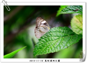 帶著小砲55-250來鳥松濕地公園