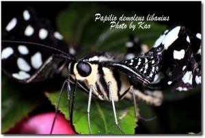 【DMF】無尾鳳蝶