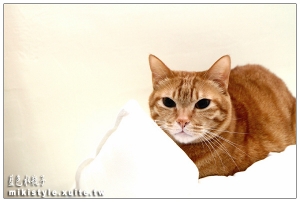 貓都在家裡幹嘛??