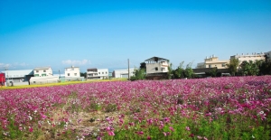 油＊菜＊花