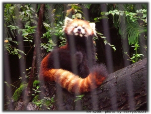 在動物園遭到不友善的對待
