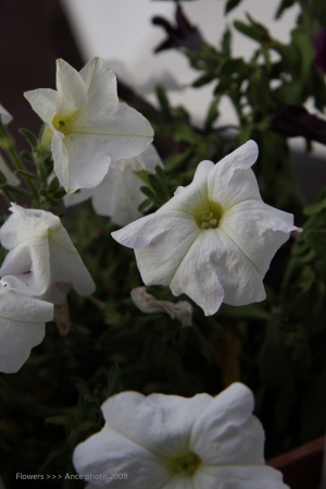 =Flowers=