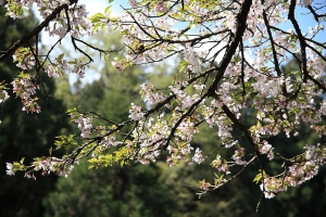 阿  里   山   櫻  花   季
