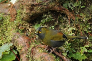 溪頭初試打鳥.....