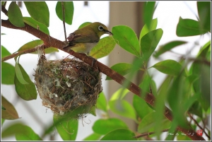 台中Wang~~綠繡眼.....築巢