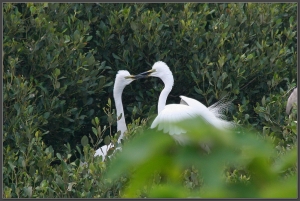 20140406 鷺鷥真愛家
