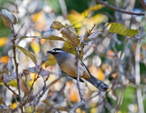 清境～白耳畫眉