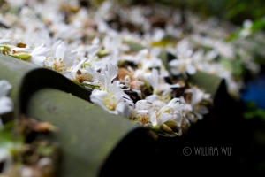 [550D]承天禪寺 油桐花