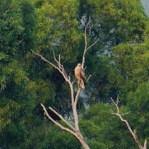打不到鵟！只好打白頭翁