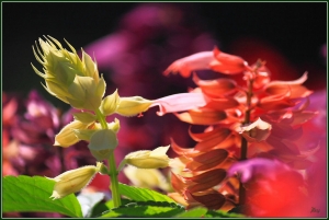 台中Wang~~拍花：幻。柔。豔。