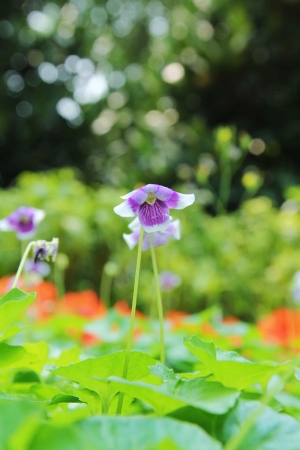 烈日下爭豔的花兒