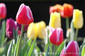 桃源仙谷/鬱金香花季