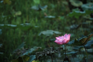 荷  末
