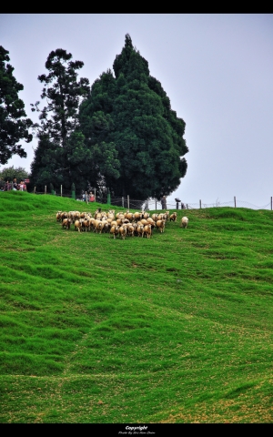 清境農場-青青草原