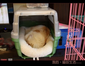 [居家]．[隨拍]．[無薪假]
