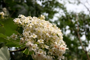 福田社區 油桐花