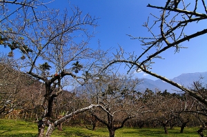 元旦好趣處-風櫃斗柳家梅園