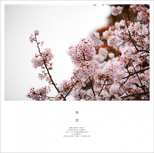+ 春の櫻 +