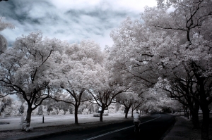 紅外線下的中興新村