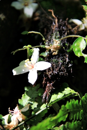 【新北 土城區】桐花步道