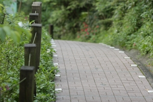 土城 桐花公園