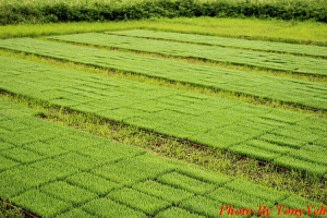 田野鄉味的綠與倒影