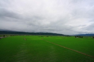 田間小路