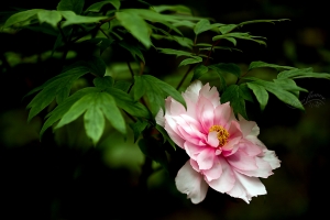 花開富貴~~杉林溪牡丹